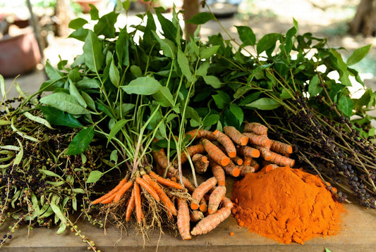 Gewürzpflanzen und ihre Rolle in traditionellen Ernährungsweisen