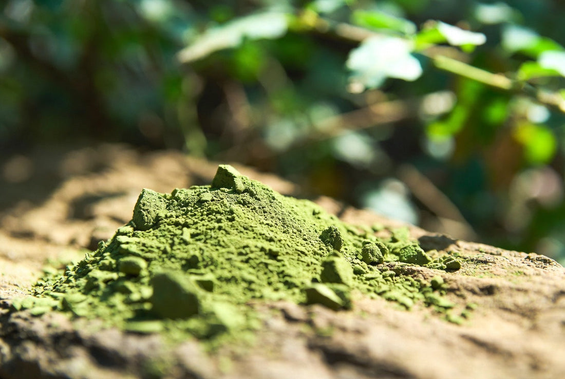 Posologie du moringa