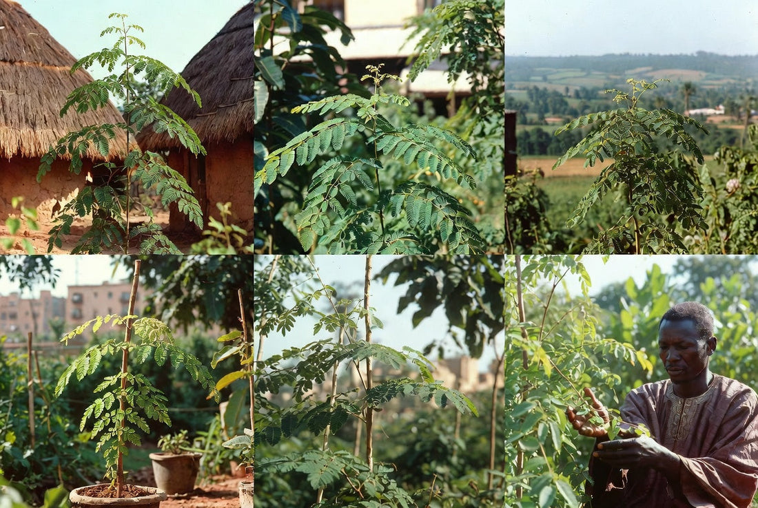 Moringa im traditionellen Pflanzenwissen verschiedener Kulturen
