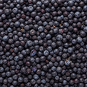 Wildheidelbeeren – gefriergetrocknete Vollfrucht